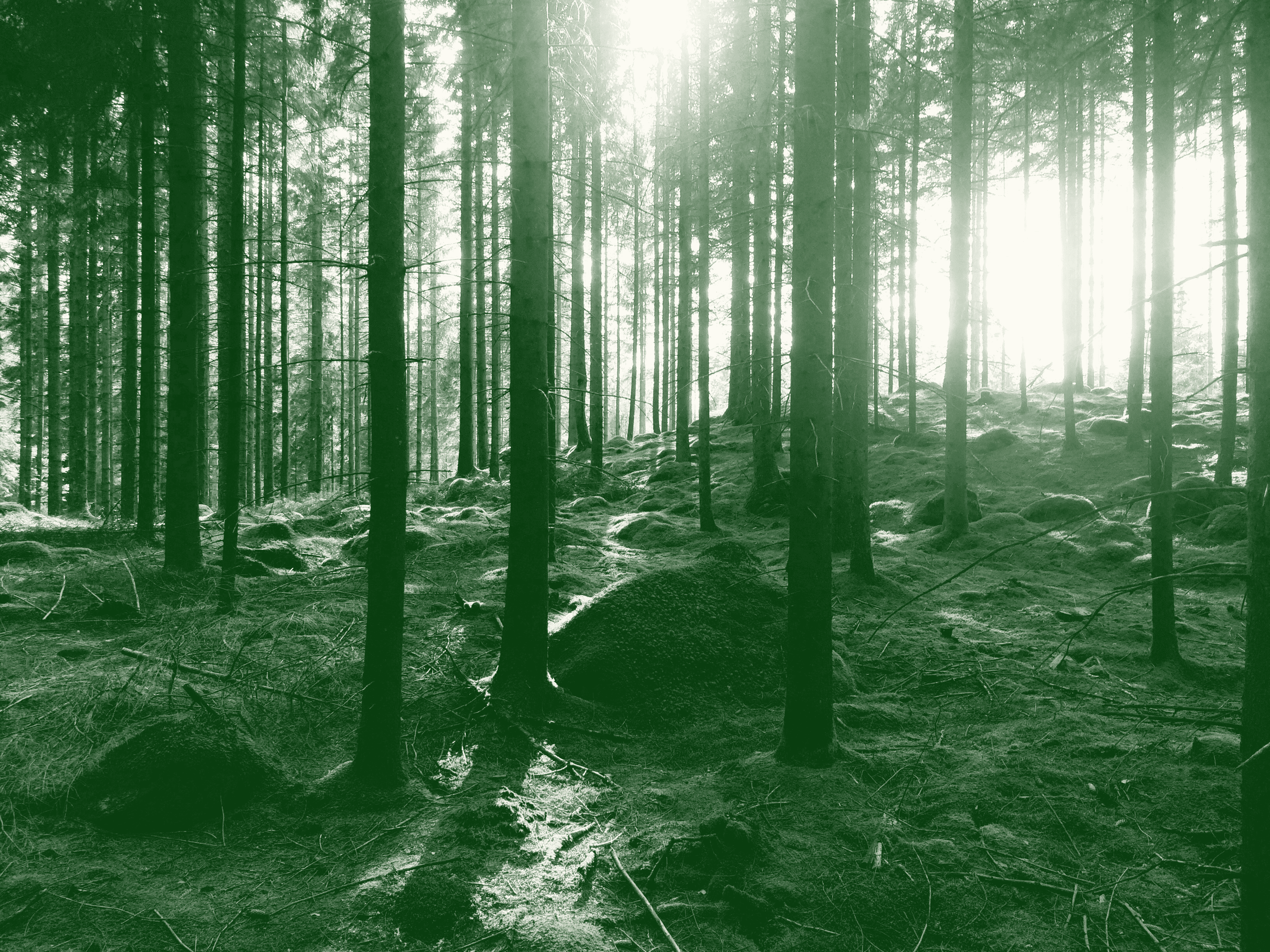 Forêt avec troncs, rochers et mousse symbolisant un texte brut à travailler