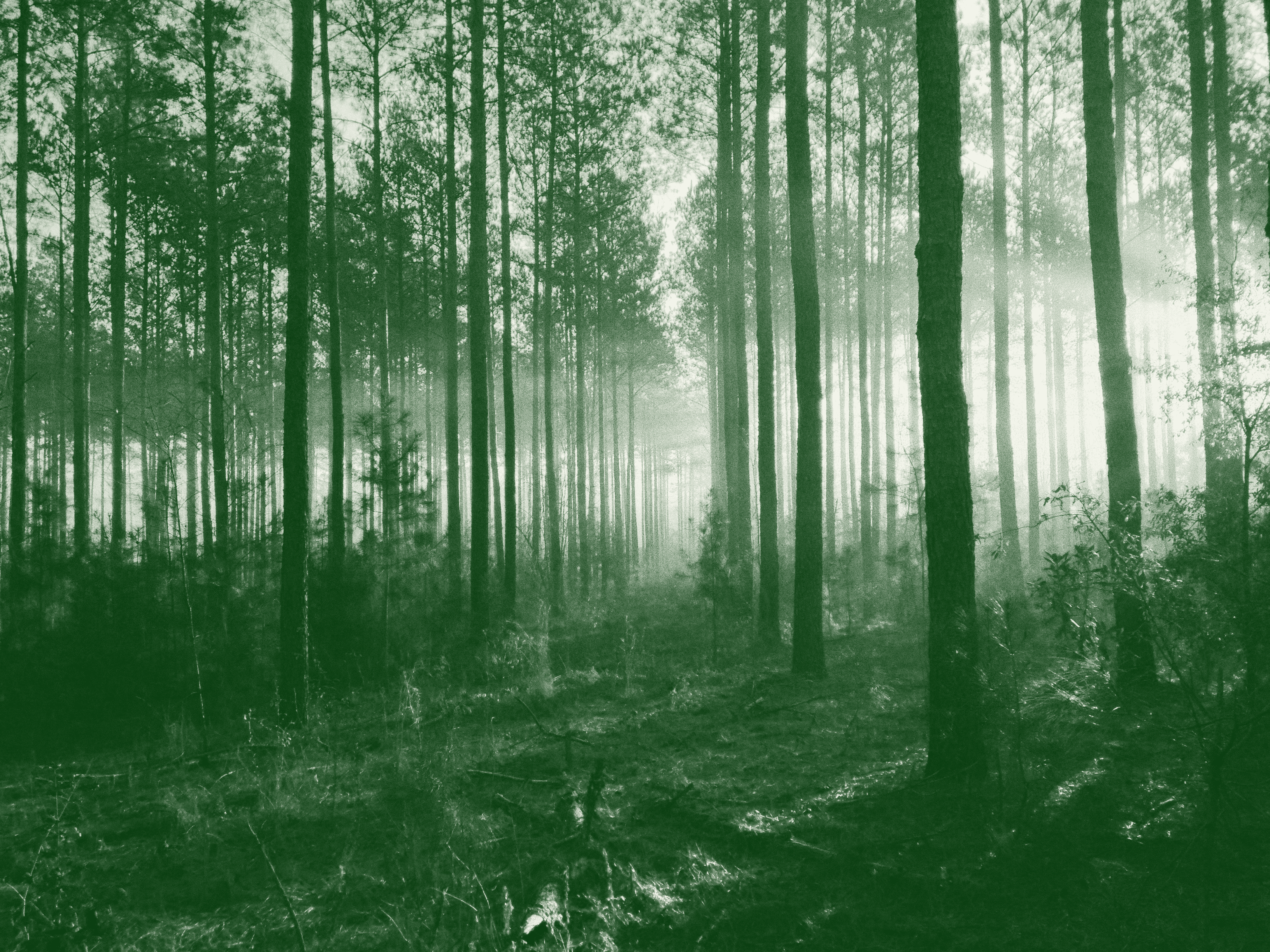 Alignement de troncs et branches au sol en forêt, illustrant la rédaction de contenus stratégiques