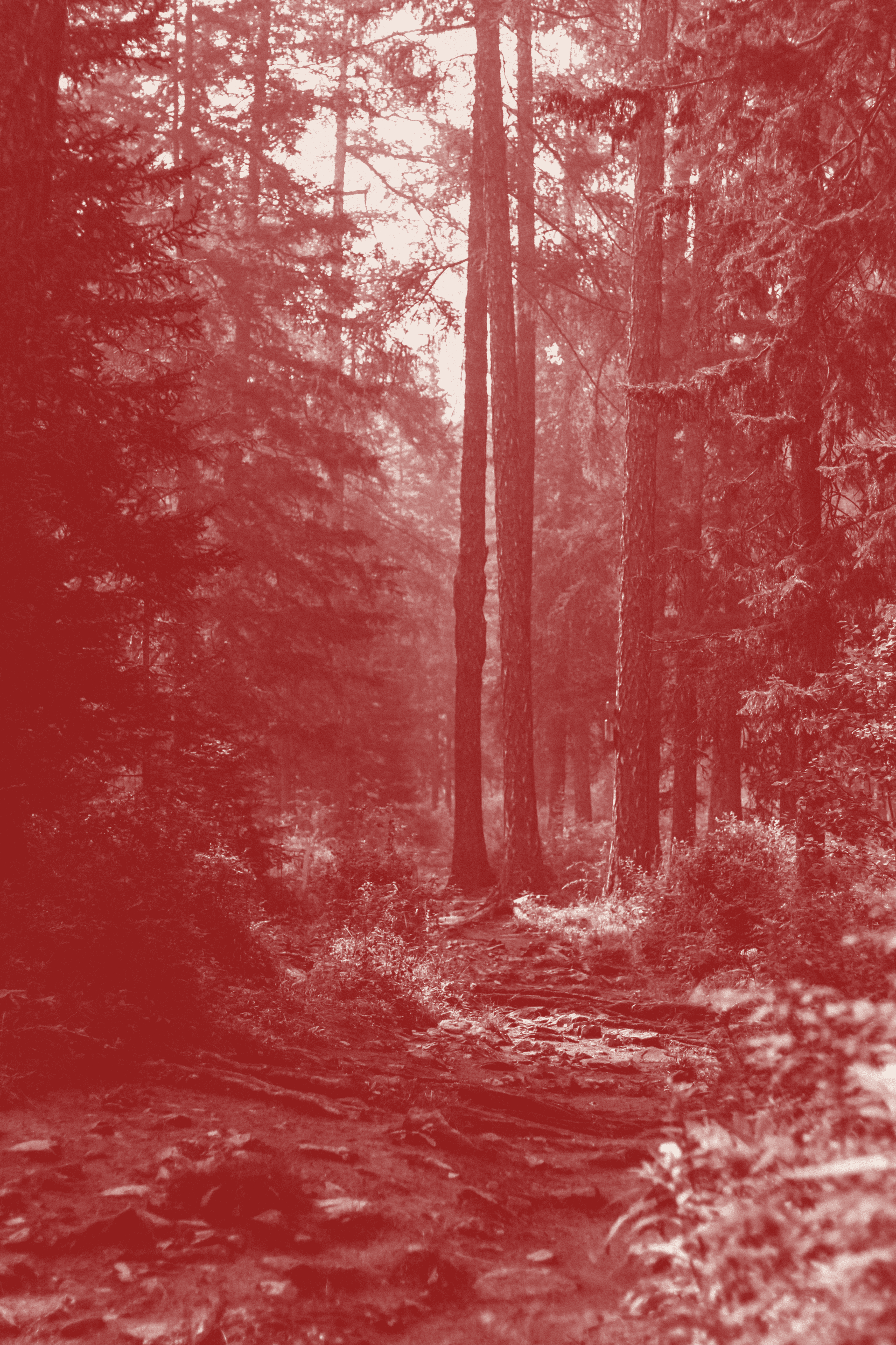 Sentier en forêt qui évoque un accompagnement en stratégie de contenus et rédaction web SEO