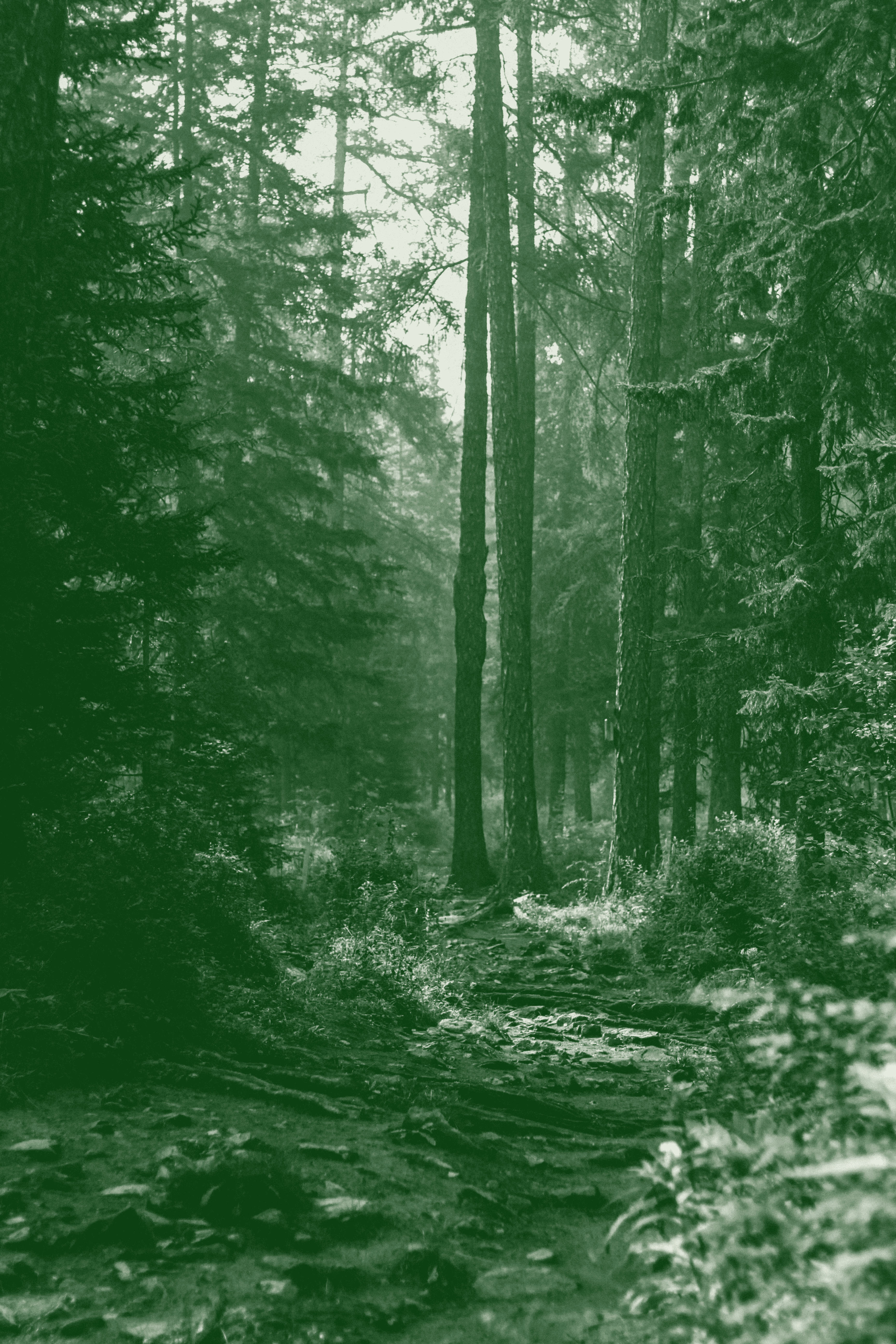 Chemin en forêt illustrant l’accompagnement dans la réalisation et la valorisation de projets éditoriaux