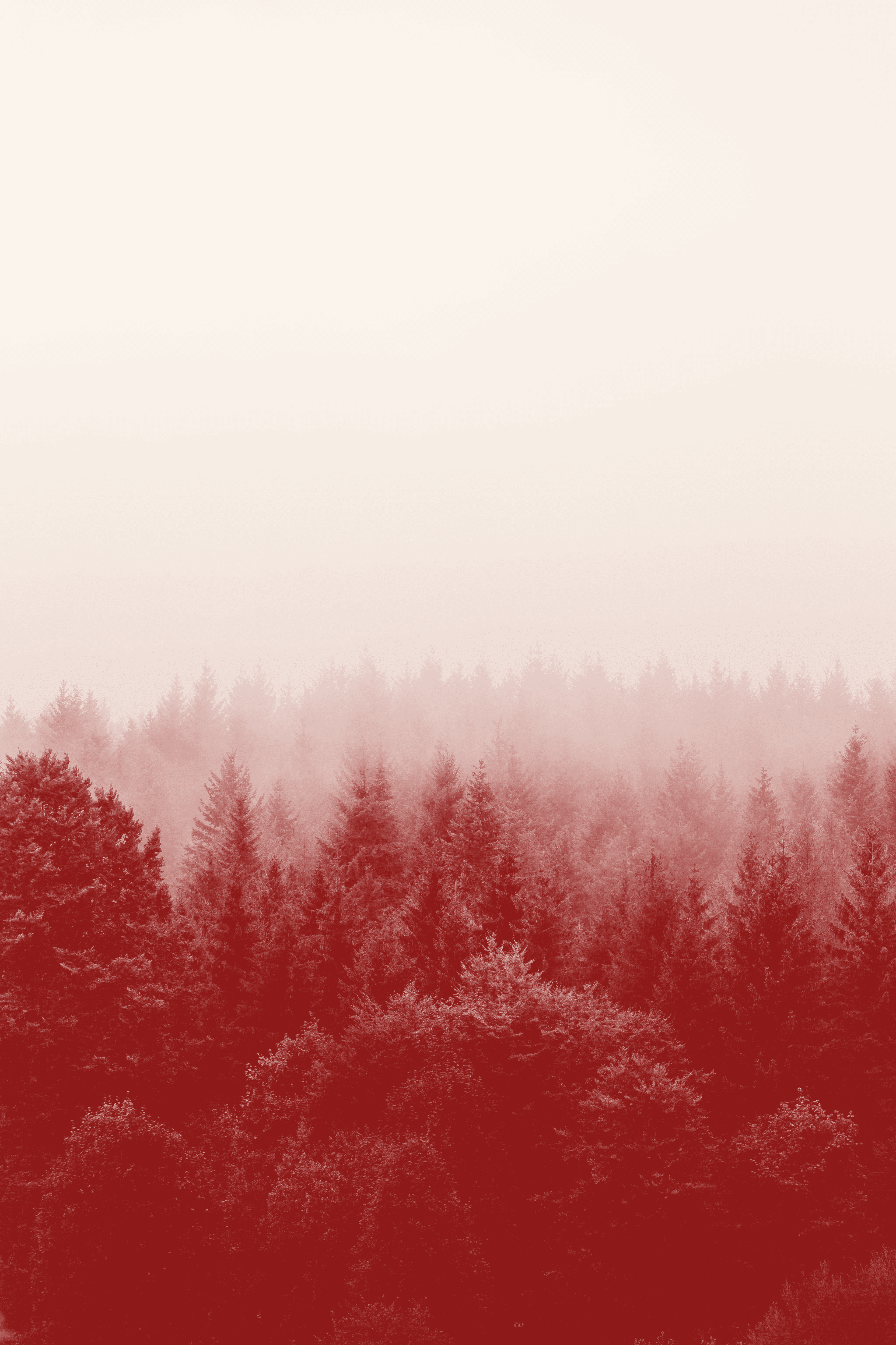 Cime des arbres sur fond brumeux qui évoque ce que gagne l’auteur d’un manuscrit corrigé