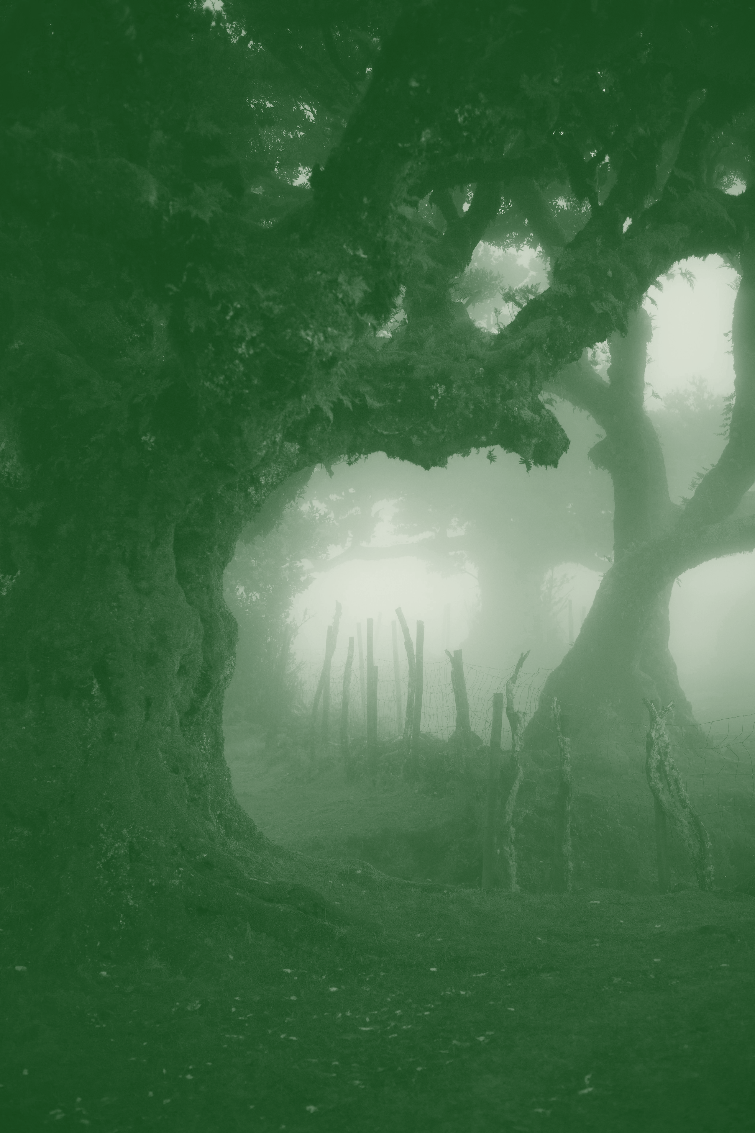 Forêt profonde aux troncs épais dans brouillard, aperçu concret d’une correction professionnelle