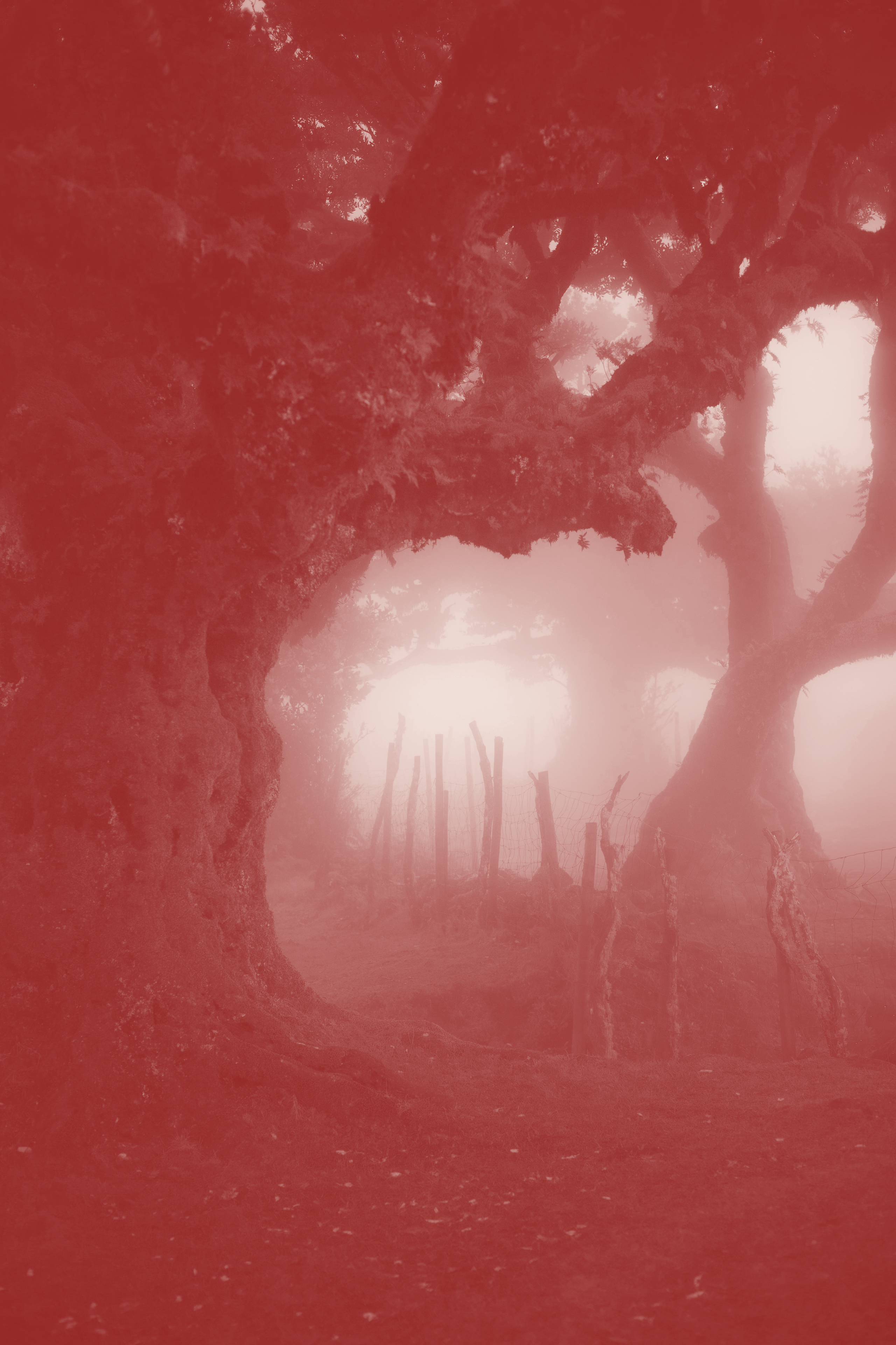 Arbres enveloppés de brouillard traduisant  la clarification d’un texte encore flou