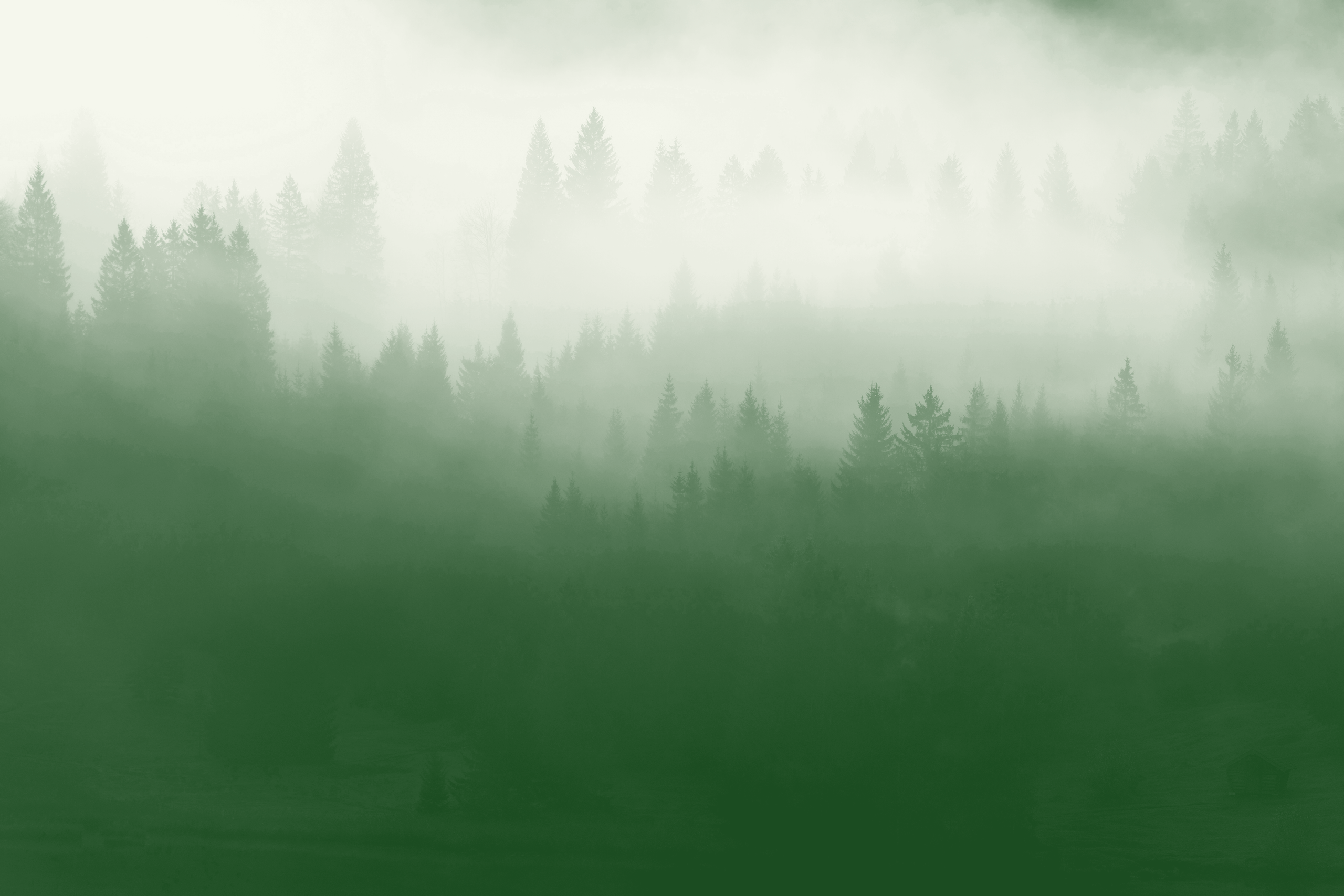 Forêt de sapins embrumée montrant la visibilité à gagner pour un site vitrine